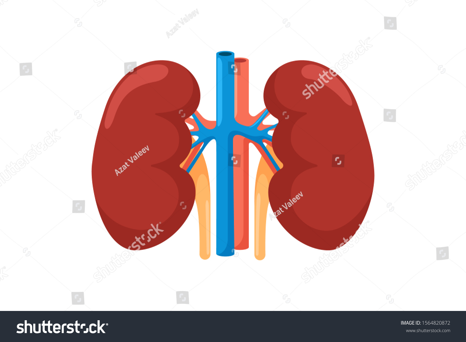 Kidney Human Internal Organ Urinary Endocrine Stock Vector (Royalty ...