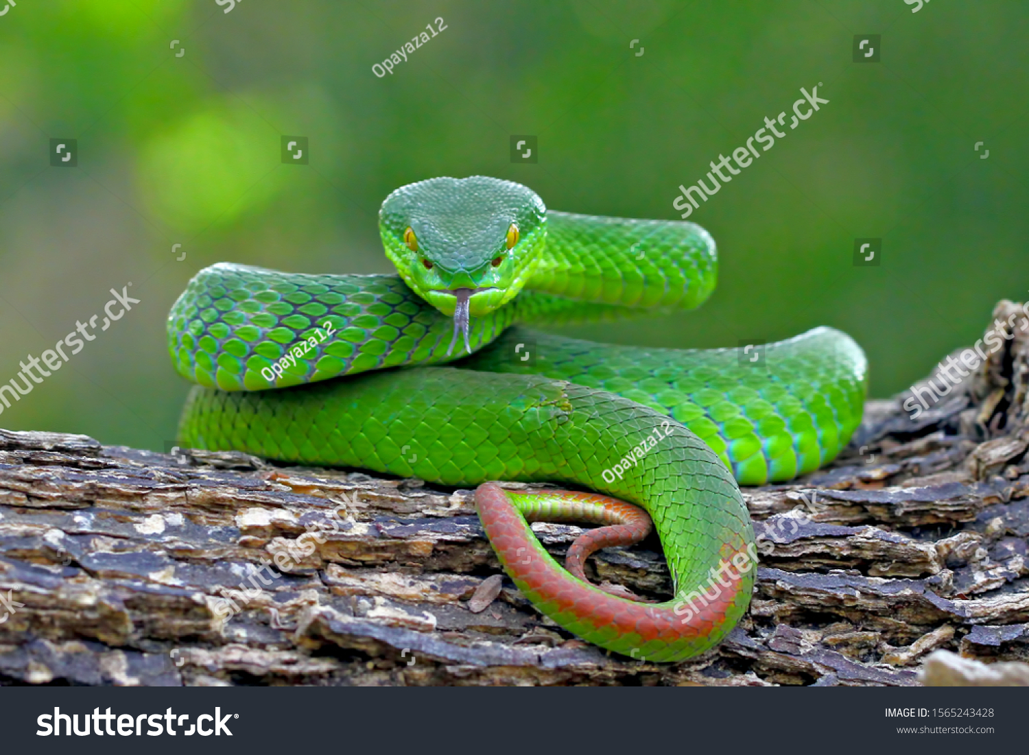 Green Tree Viper Snakes Stock Photo 1565243428 