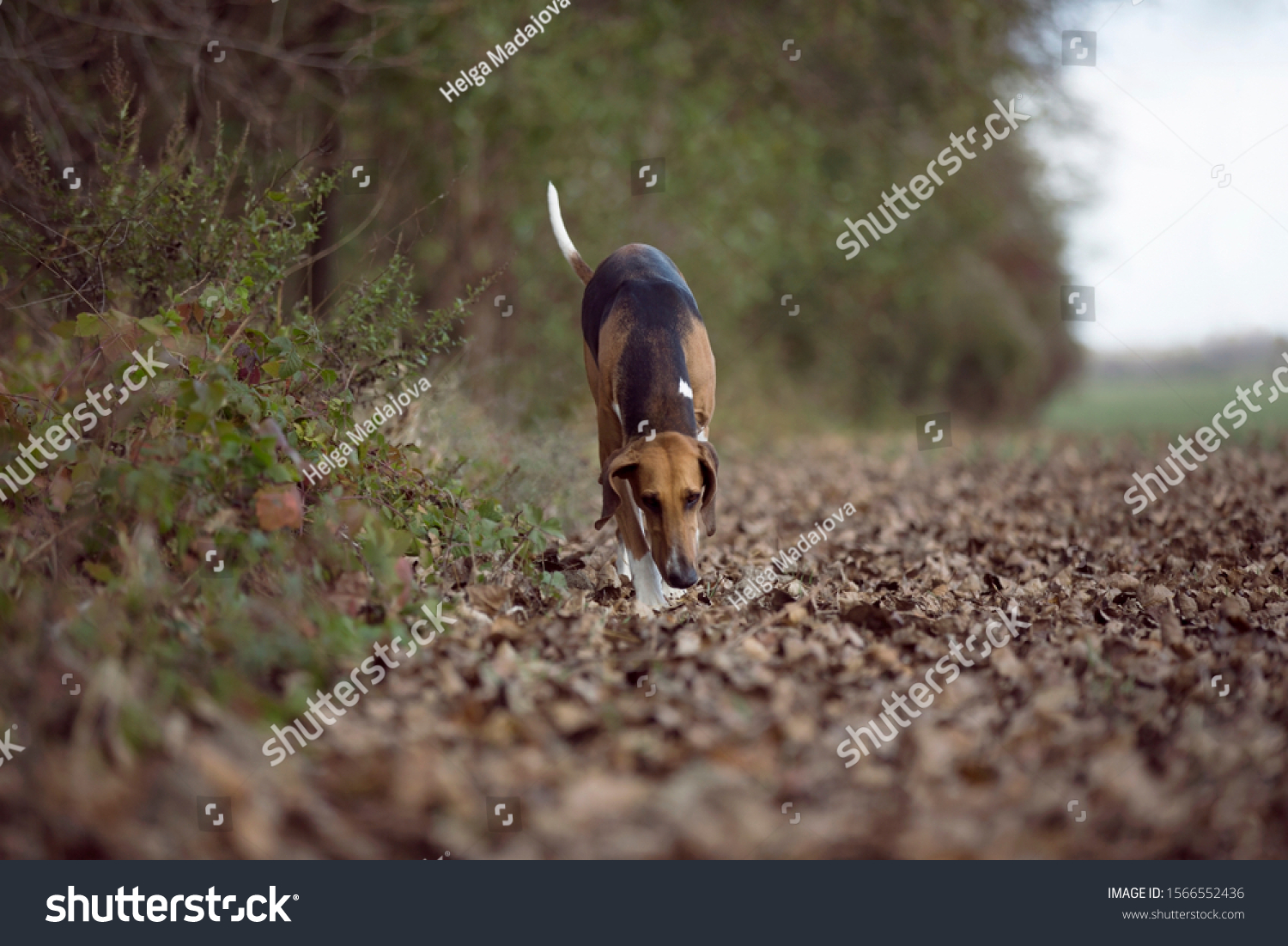 are poitevin hound noisy