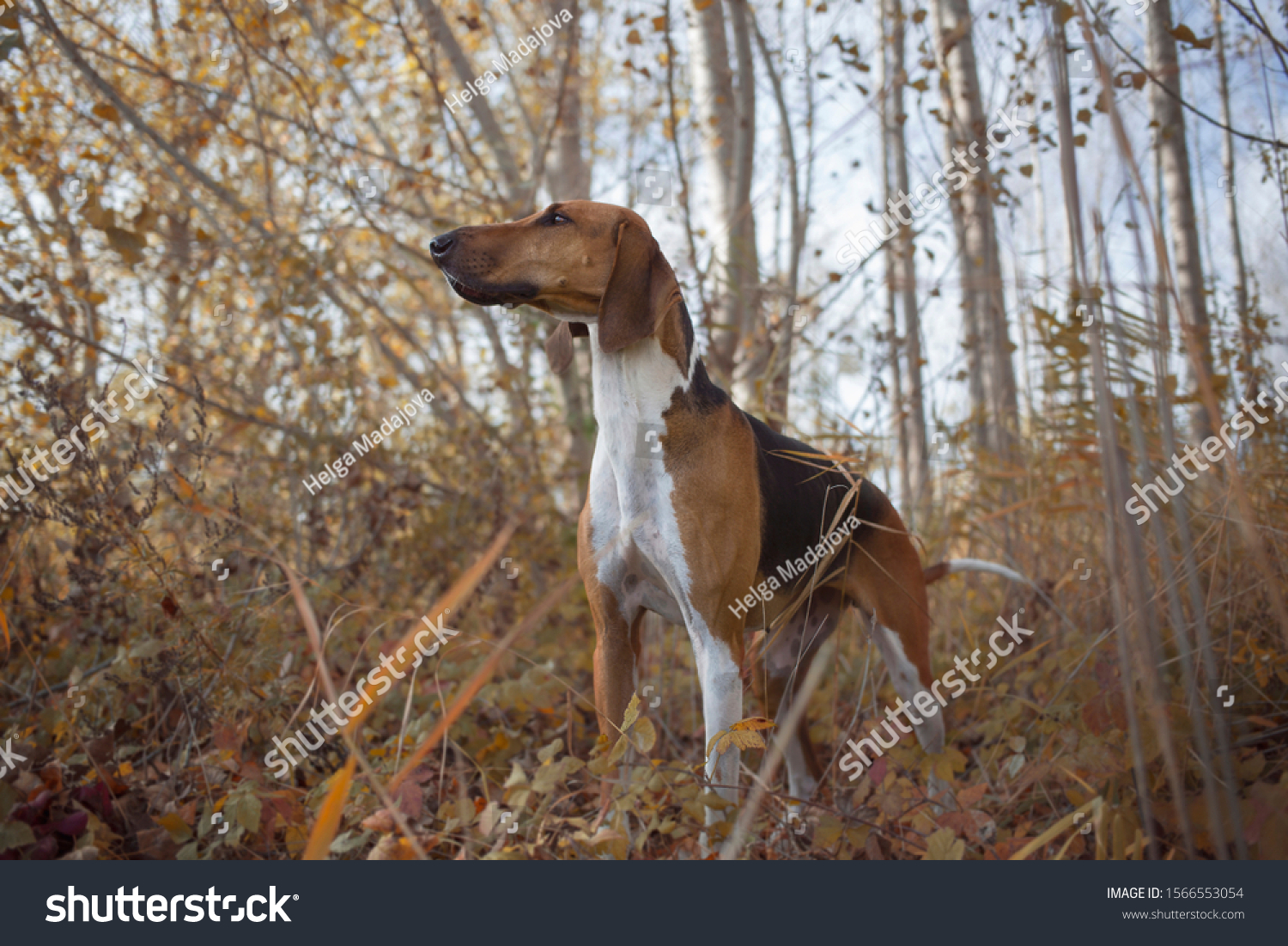 are poitevin hound noisy