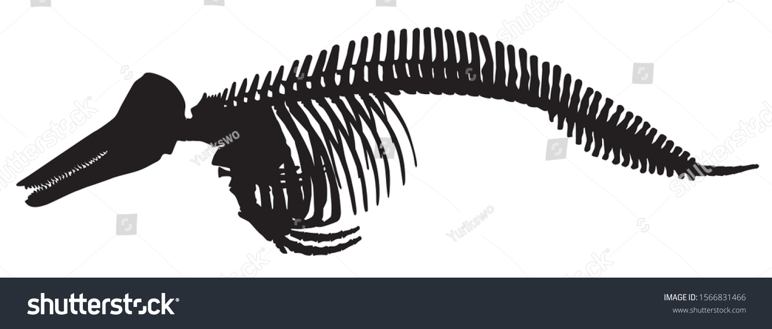 Silhouette Animal Skeleton Dolphin Vector Illustration Stock Vector ...