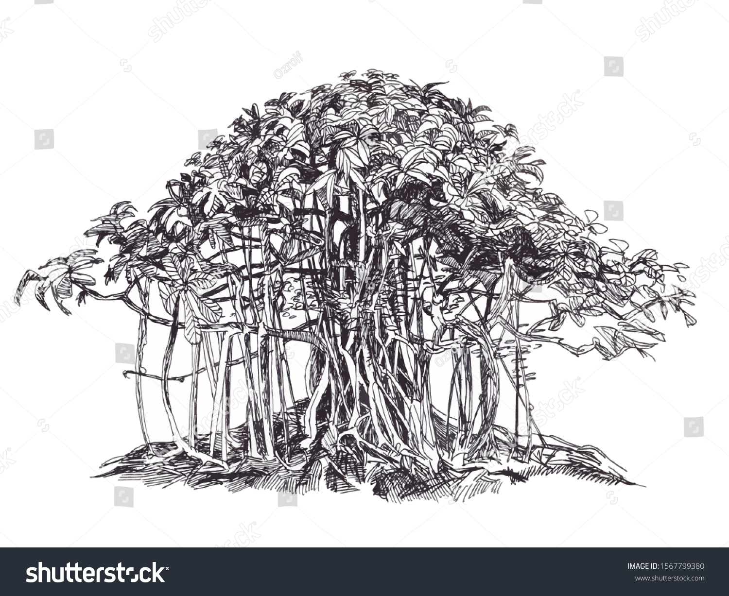 Баньян дерево Sketch