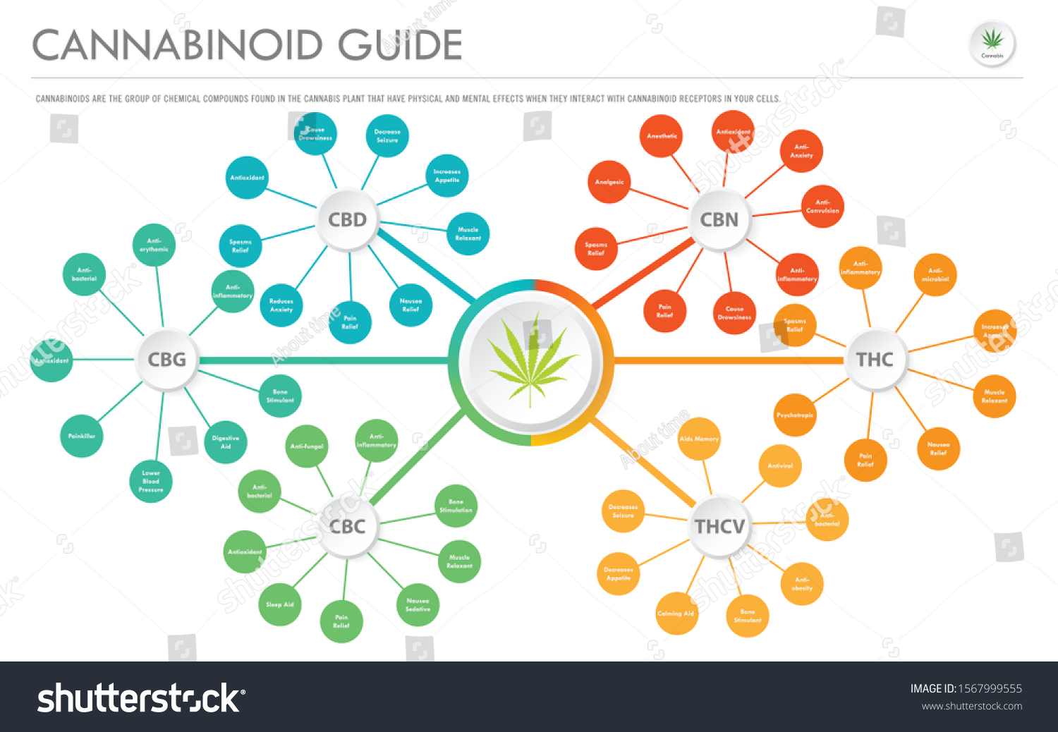 Cannabinoid Guide Horizontal Business Infographic Illustration Stock ...