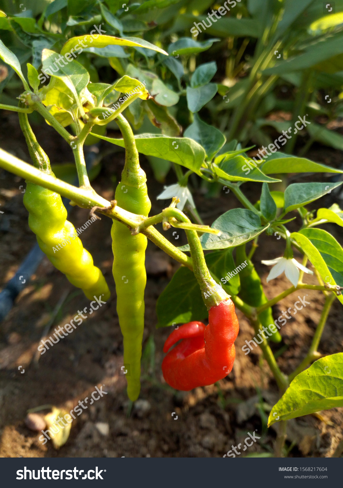 chillies-family-life-cycle-only-one-stock-photo-1568217604-shutterstock