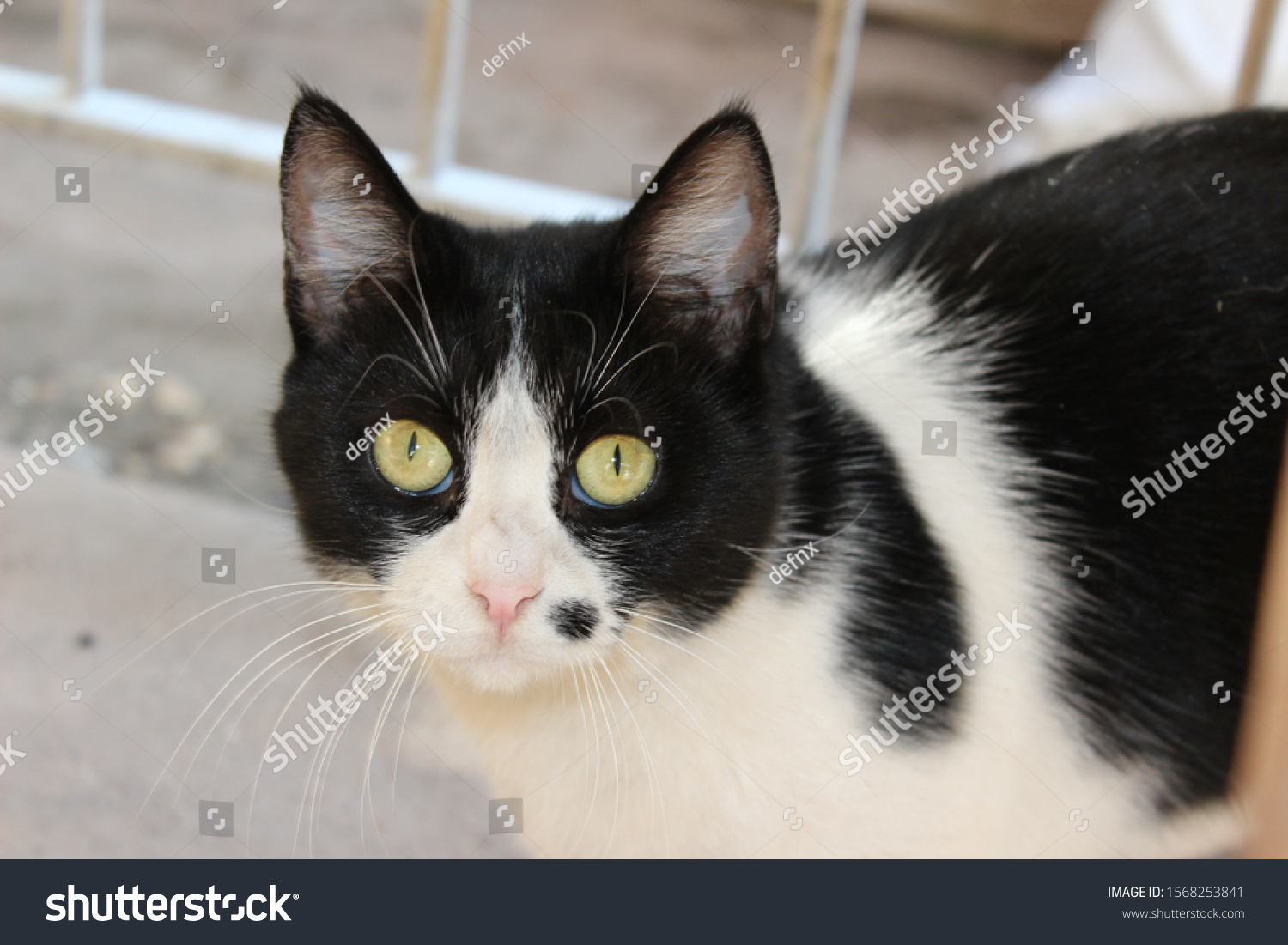 white cat with black spots and green eyes