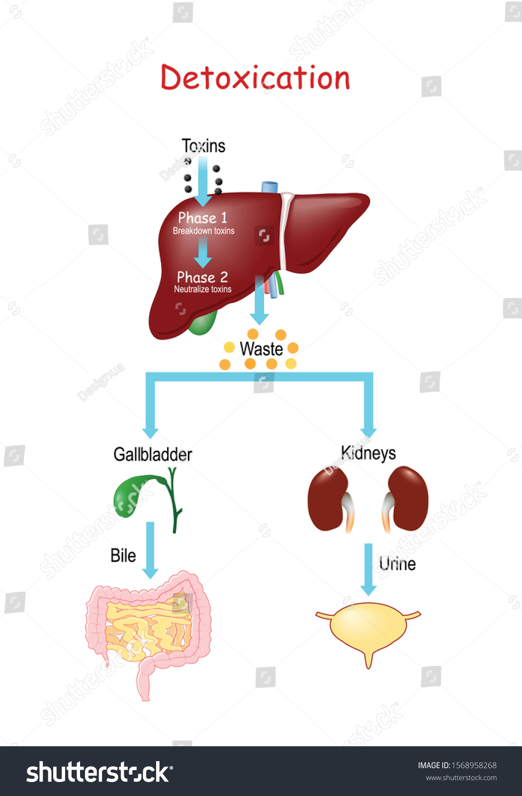 Detox Pathways Explained Entering Toxins Liver Stock Vector (Royalty ...