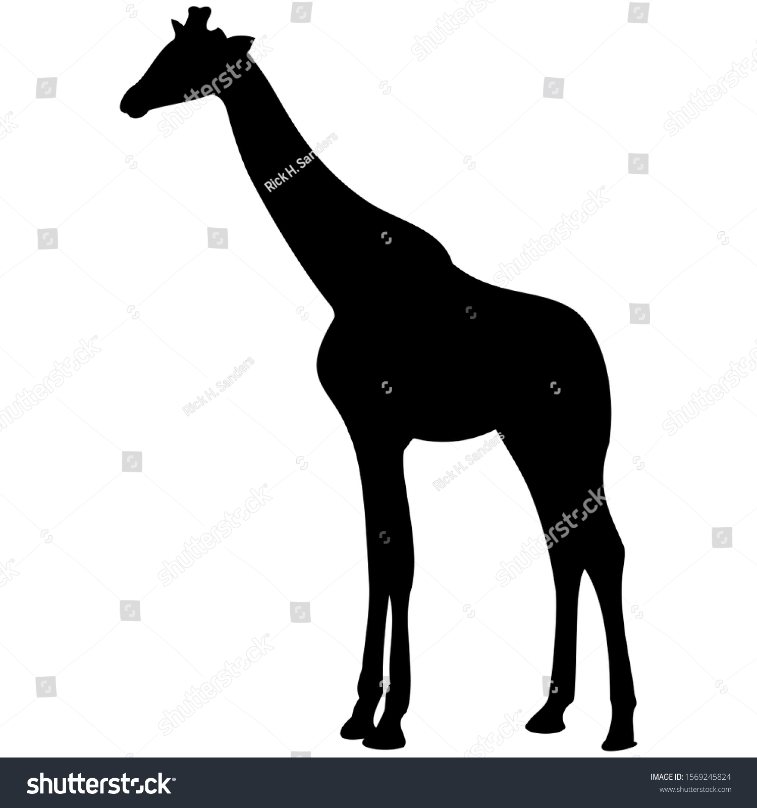 Vectorgraphic Illustration Giraffe Profile View Isolated Stock Vector ...