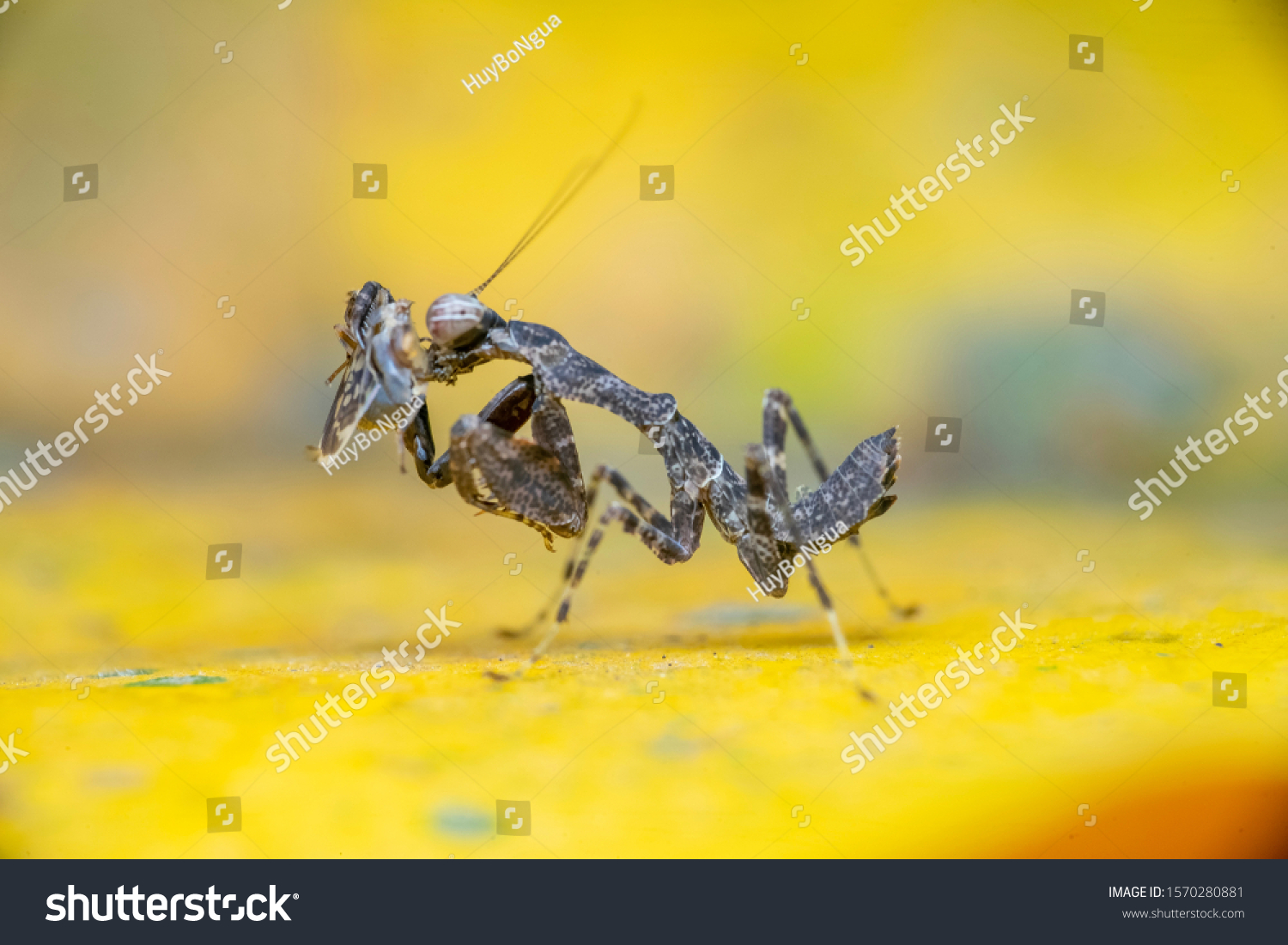 mantis-eating-fly-stock-photo-1570280881-shutterstock