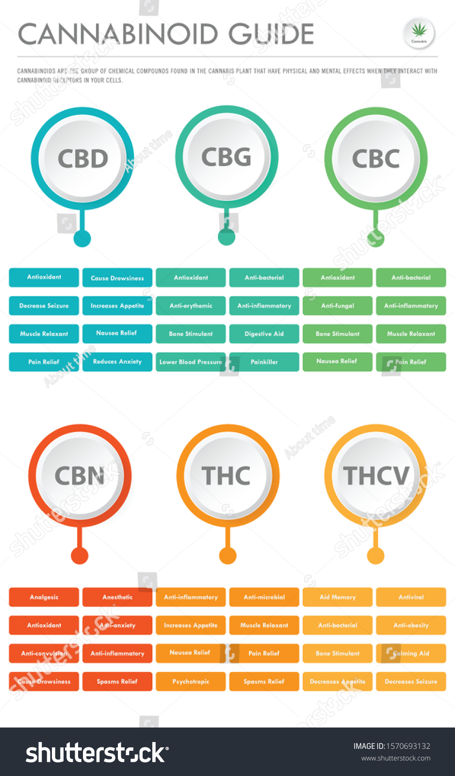 Cannabinoid Guide Vertical Business Infographic Illustration: Vector De ...