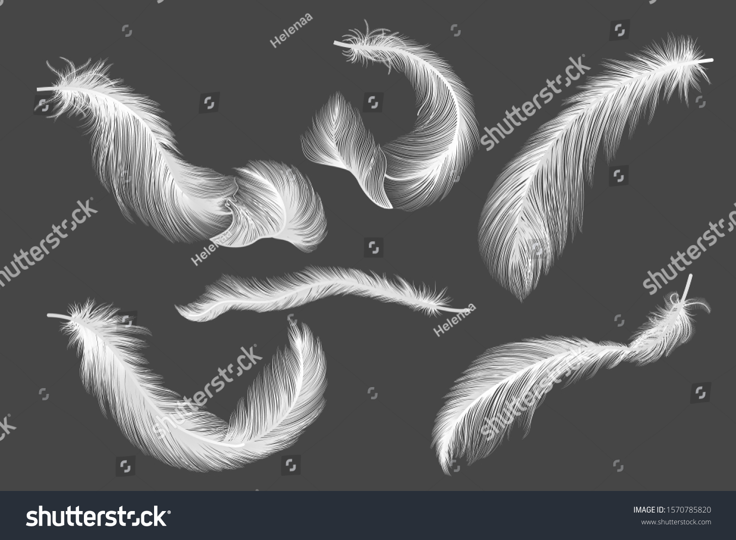 Set Isolated Feathers Vector Illustration Stock Vector (Royalty Free ...