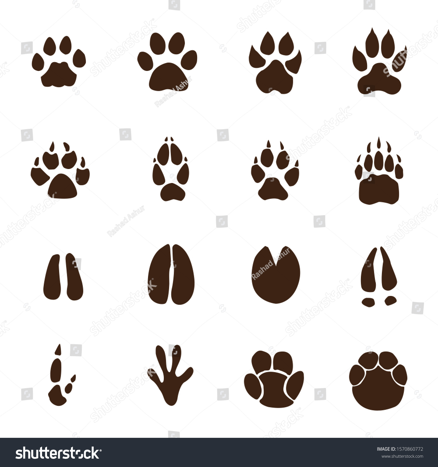 Animals Footprints On White Background Stock Illustration 1570860772 ...