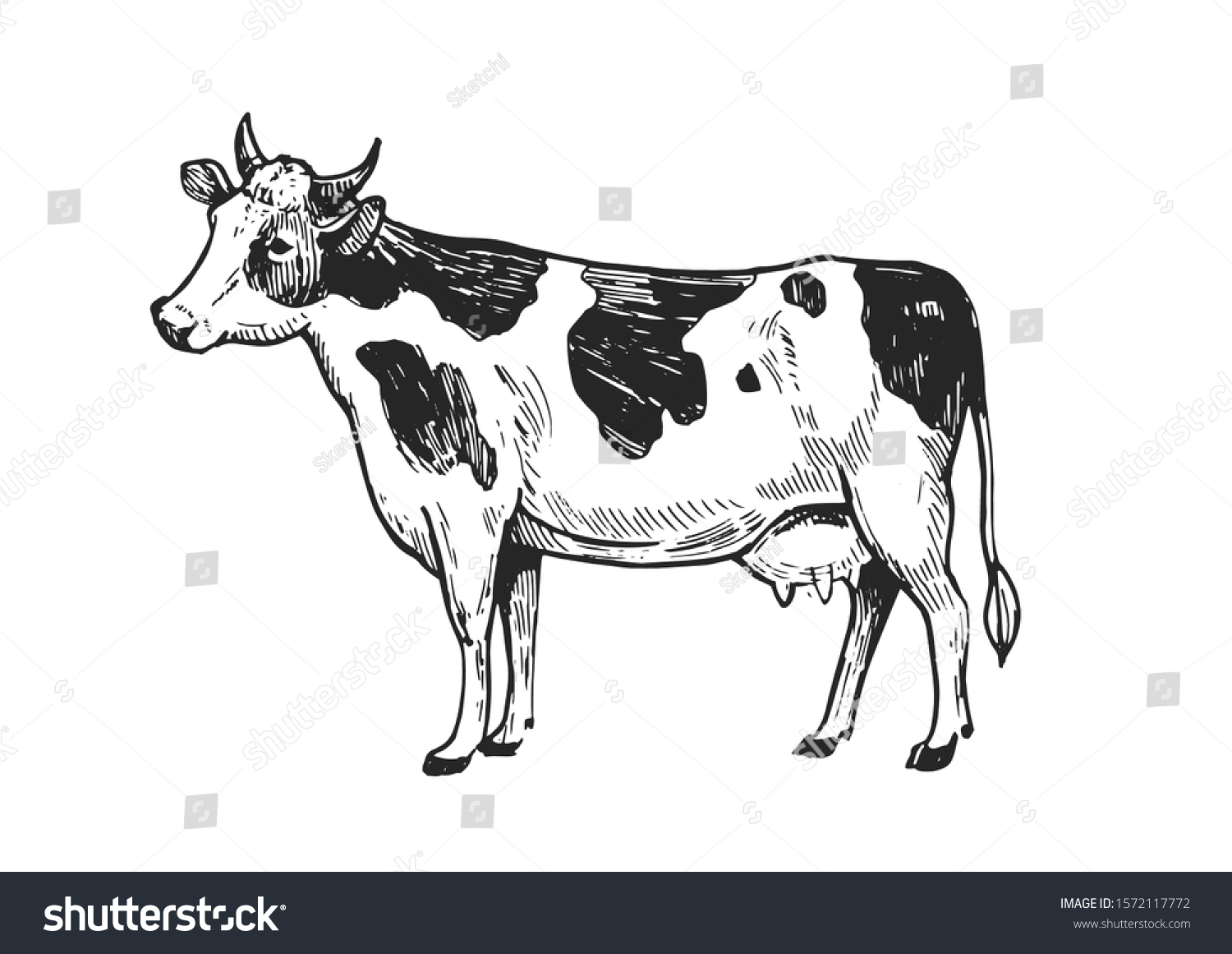Эскиз коровы Пестравка