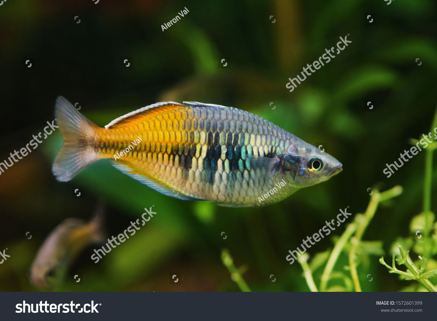 Easy Keep Adult Boesemans Rainbowfish Melanotaenia Stock Photo ...