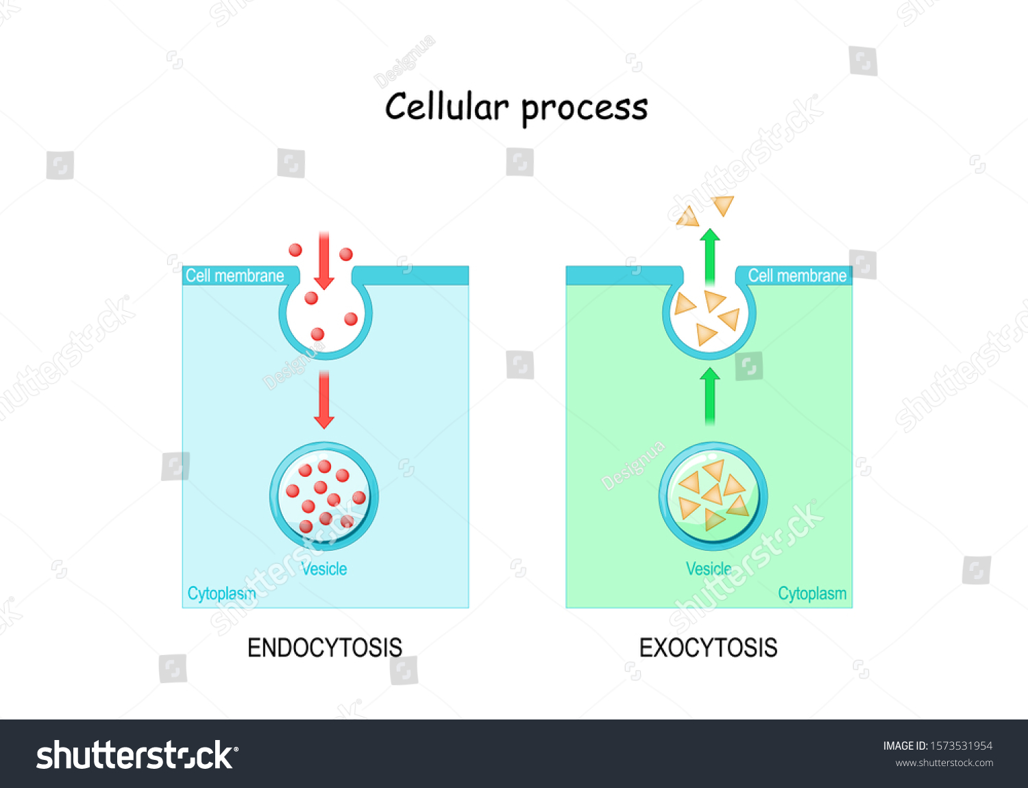 Difference Between Exocytosis Endocytosis Cell Transports Stock Vector