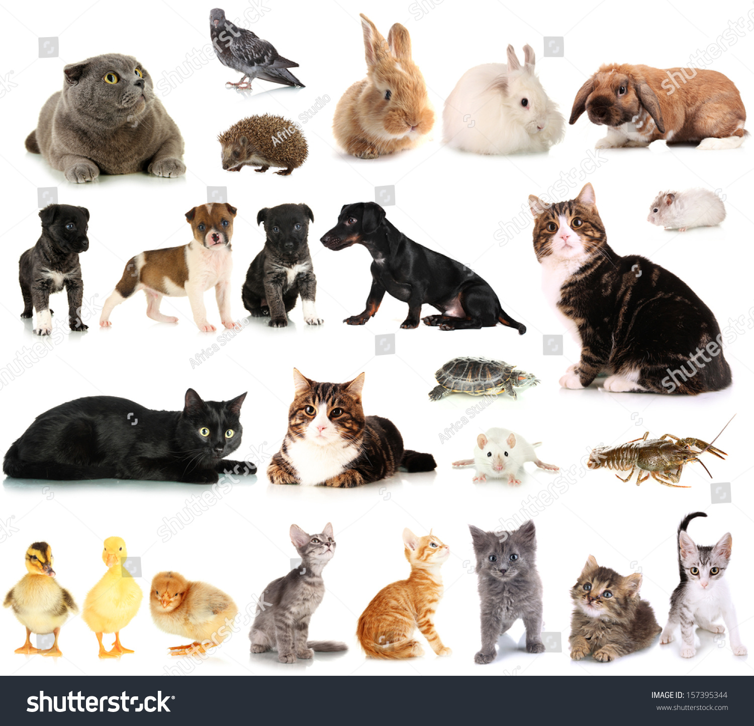 Коллаж домашних животных