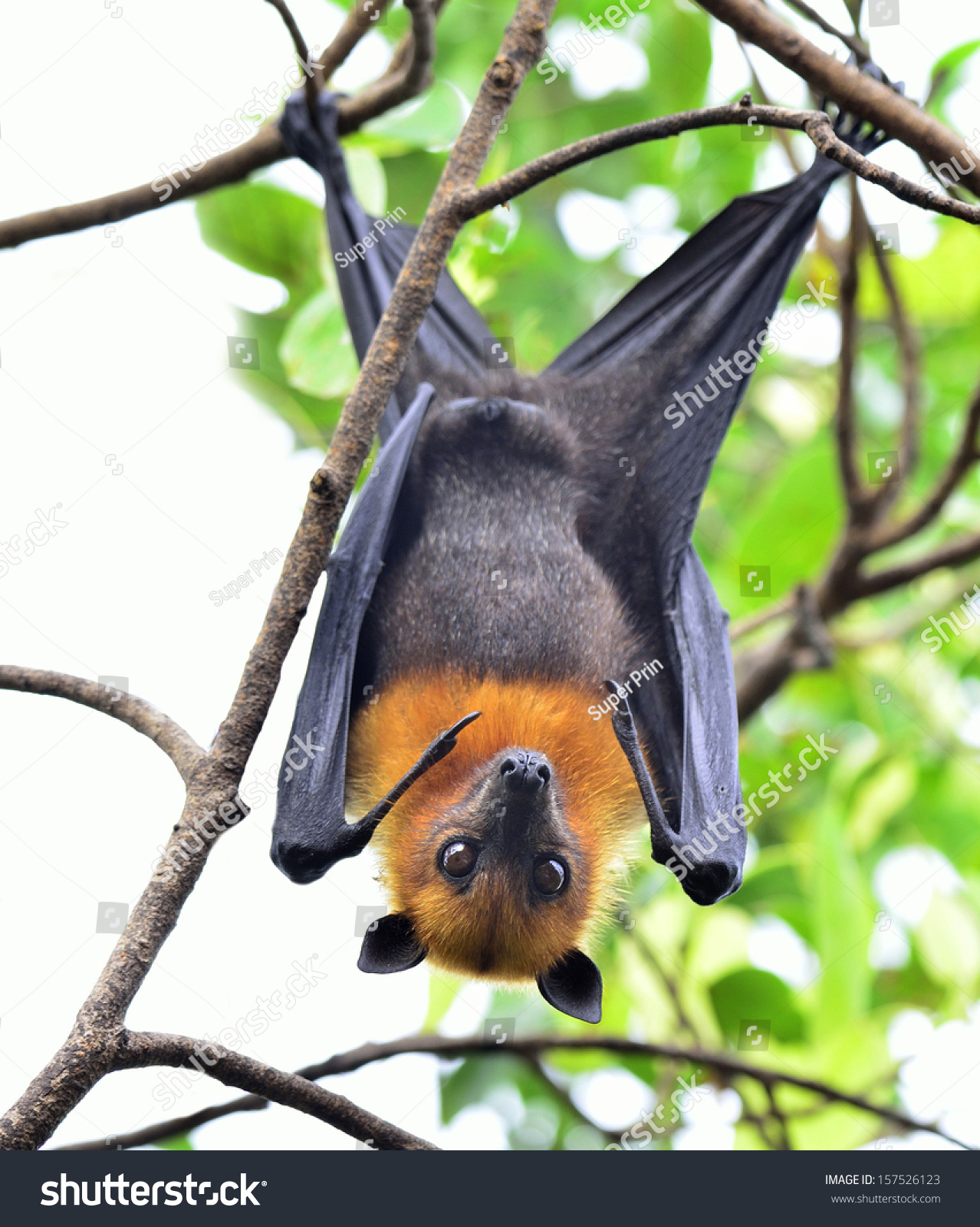 Hanging Flying Fox Big Bat Big Stock Photo 157526123 | Shutterstock