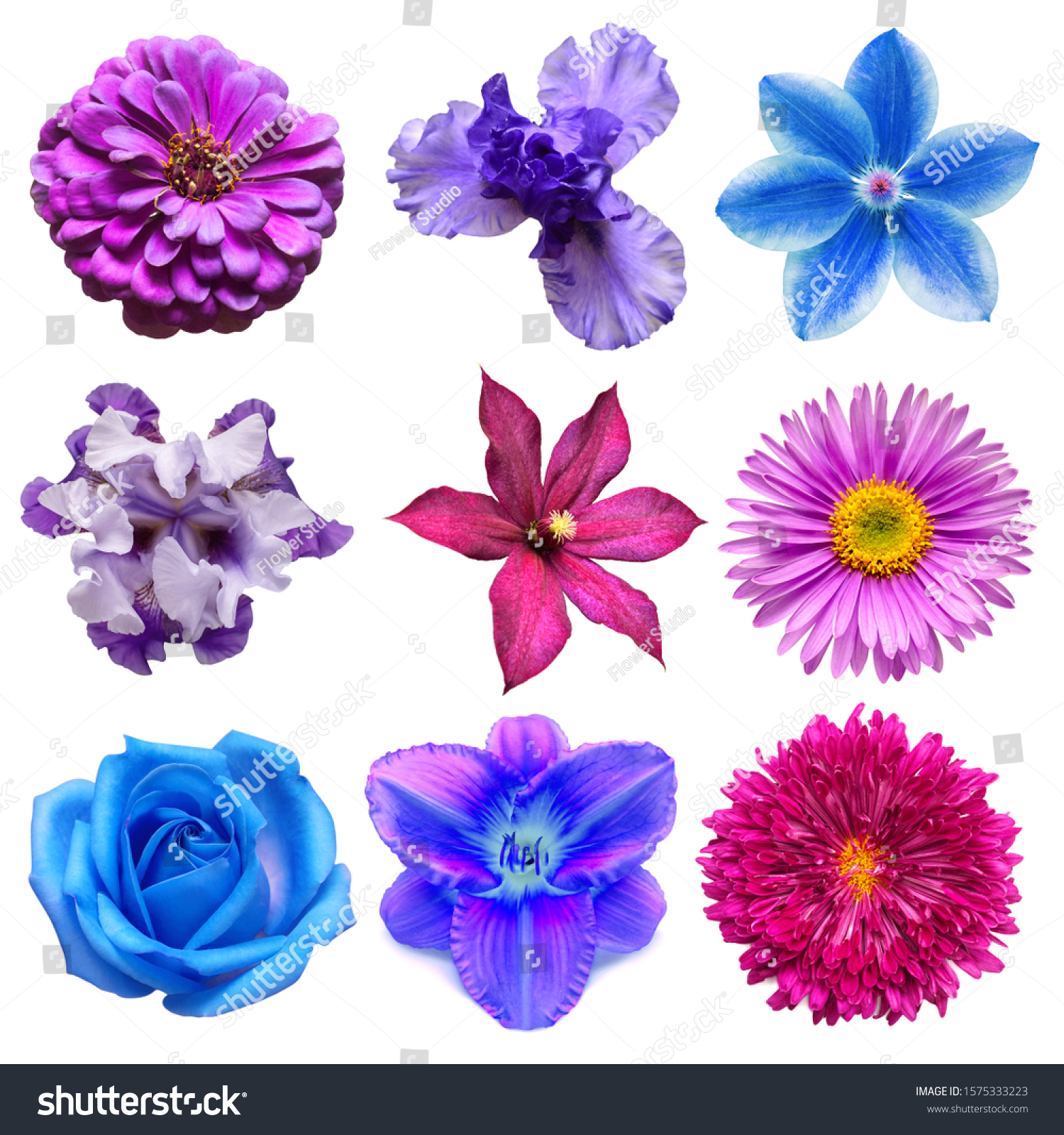 Big Collection Various Blue Purple Head Stock Photo 1575333223 ...