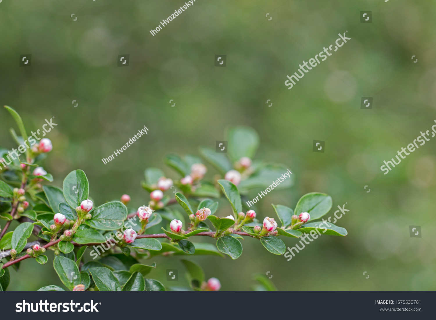 Cotoneaster Integerrimus Common Cotoneaster Species Cotoneaster 스톡 사진