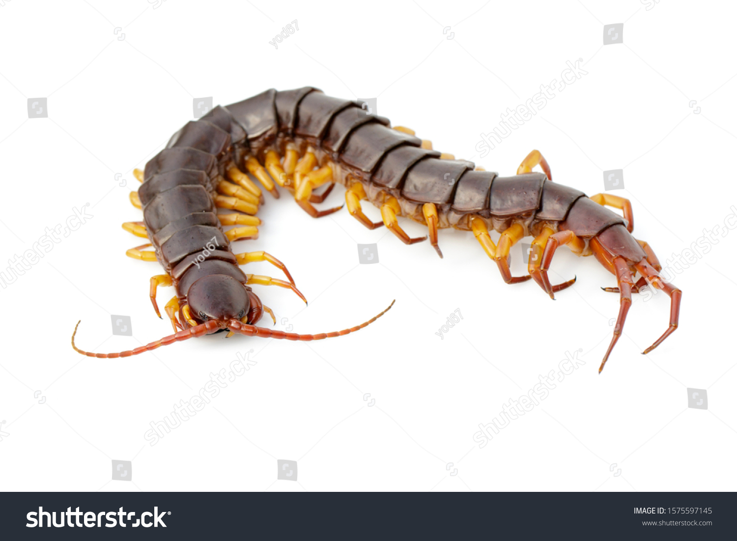 Image Centipedes Chilopoda Isolated On White Stock Photo 1575597145 ...