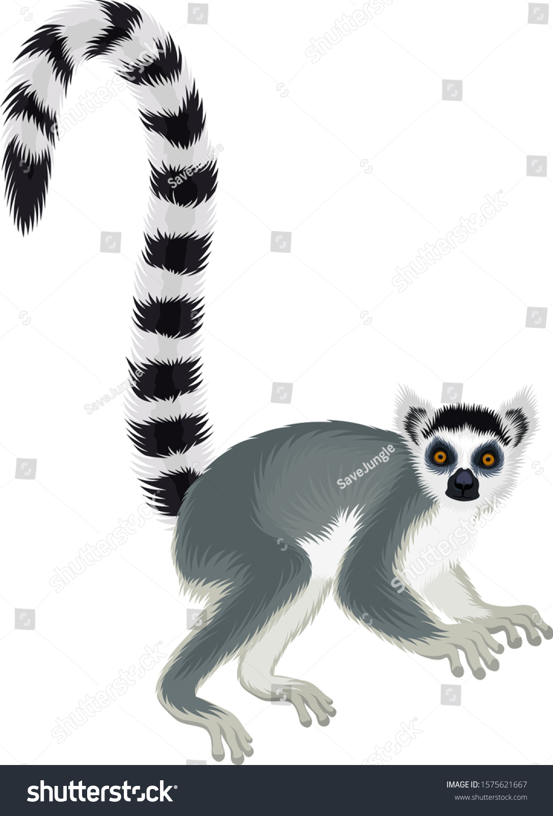 Vector Ringtailed Madagascar Lemur Illustration Lemur Stock Vector ...