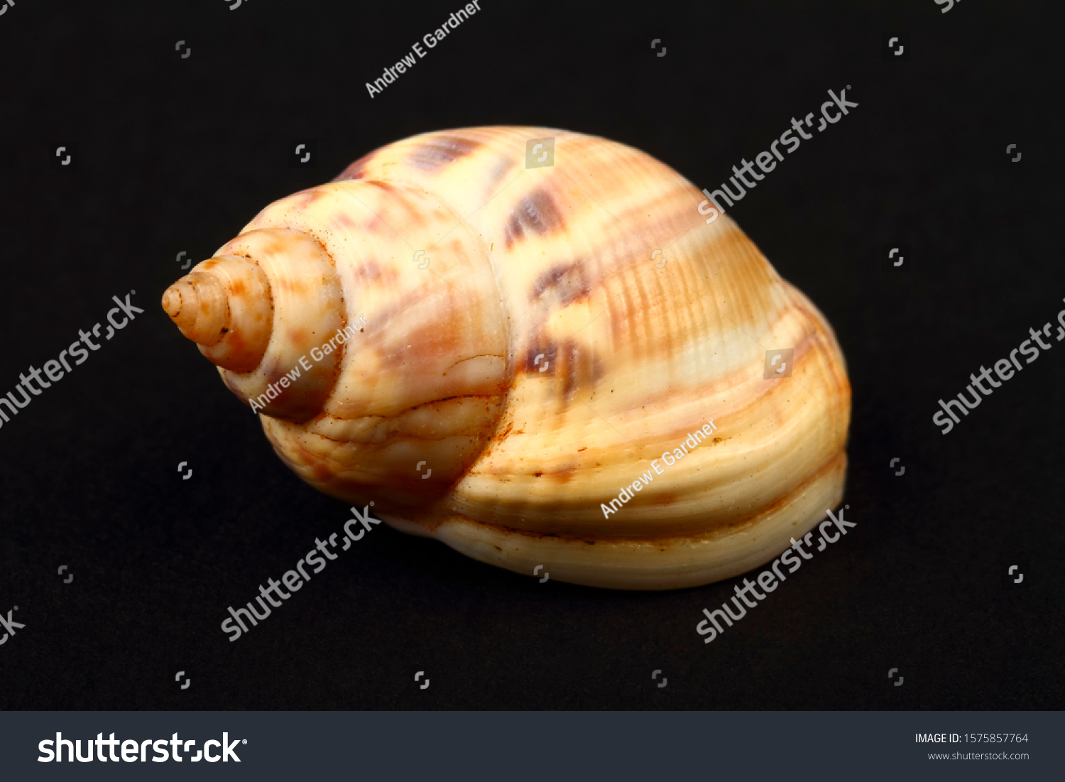 Honey Whelk Sea Shell Found Greece Stock Photo 1575857764 | Shutterstock