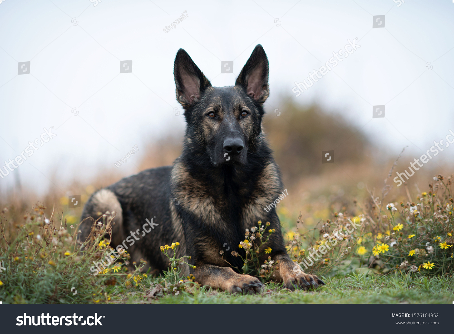 what is a sable german shepherd dog