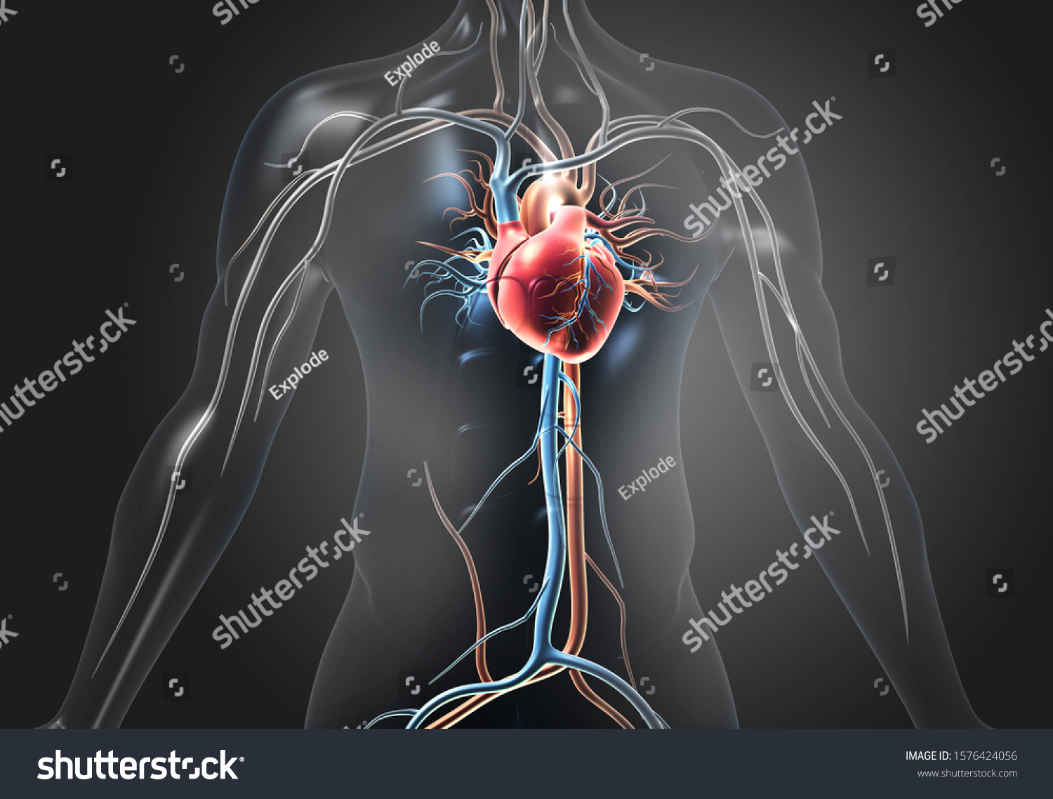 Human Heart Blood Vessels 3d Illustration Stock Illustration 1576424056 ...
