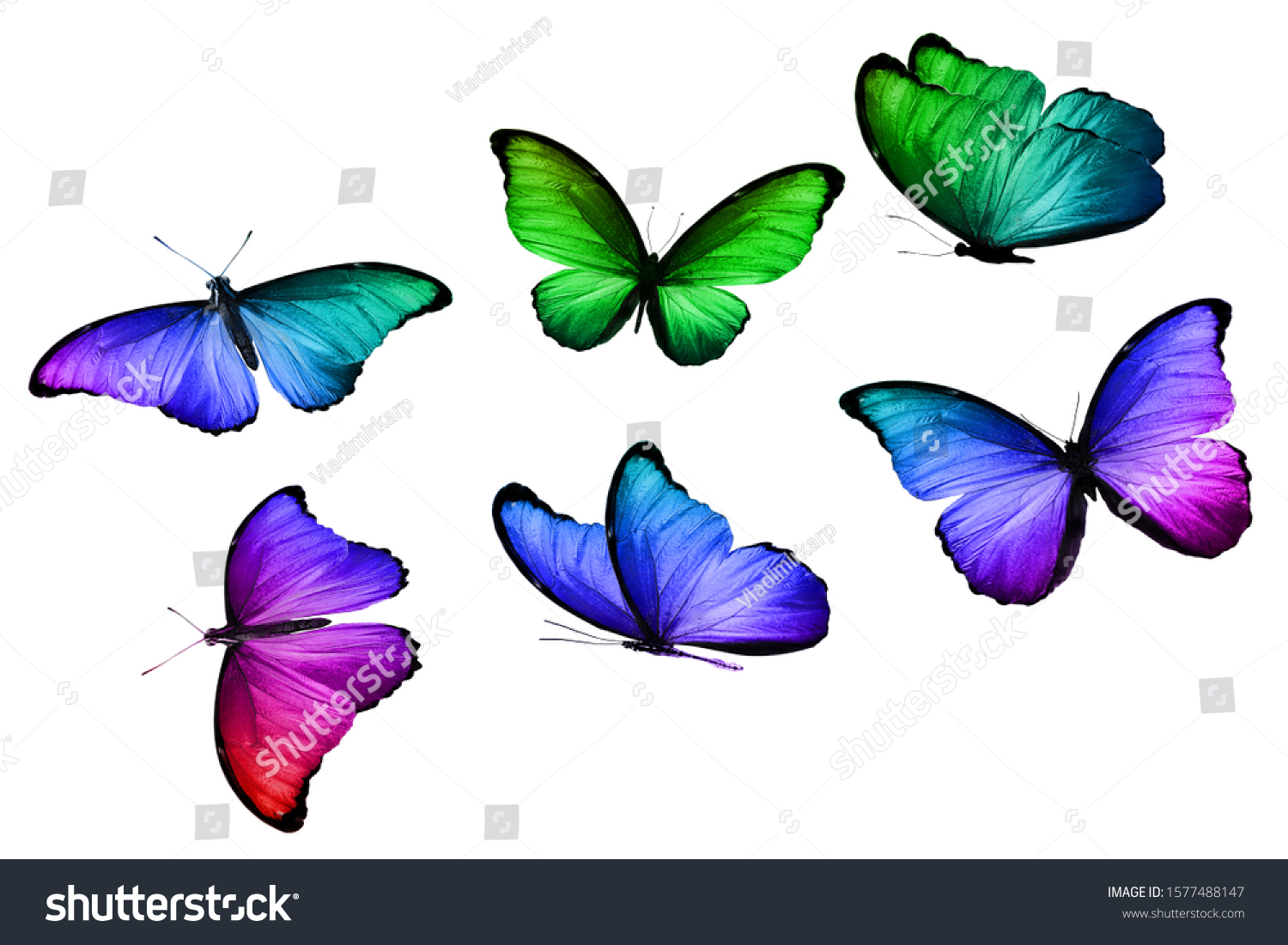 Color Butterflies Isolated On White Background Stock Photo 1577488147 ...