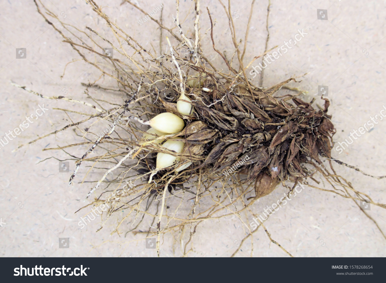 1 Pale berry asparagus fern Images, Stock Photos & Vectors | Shutterstock