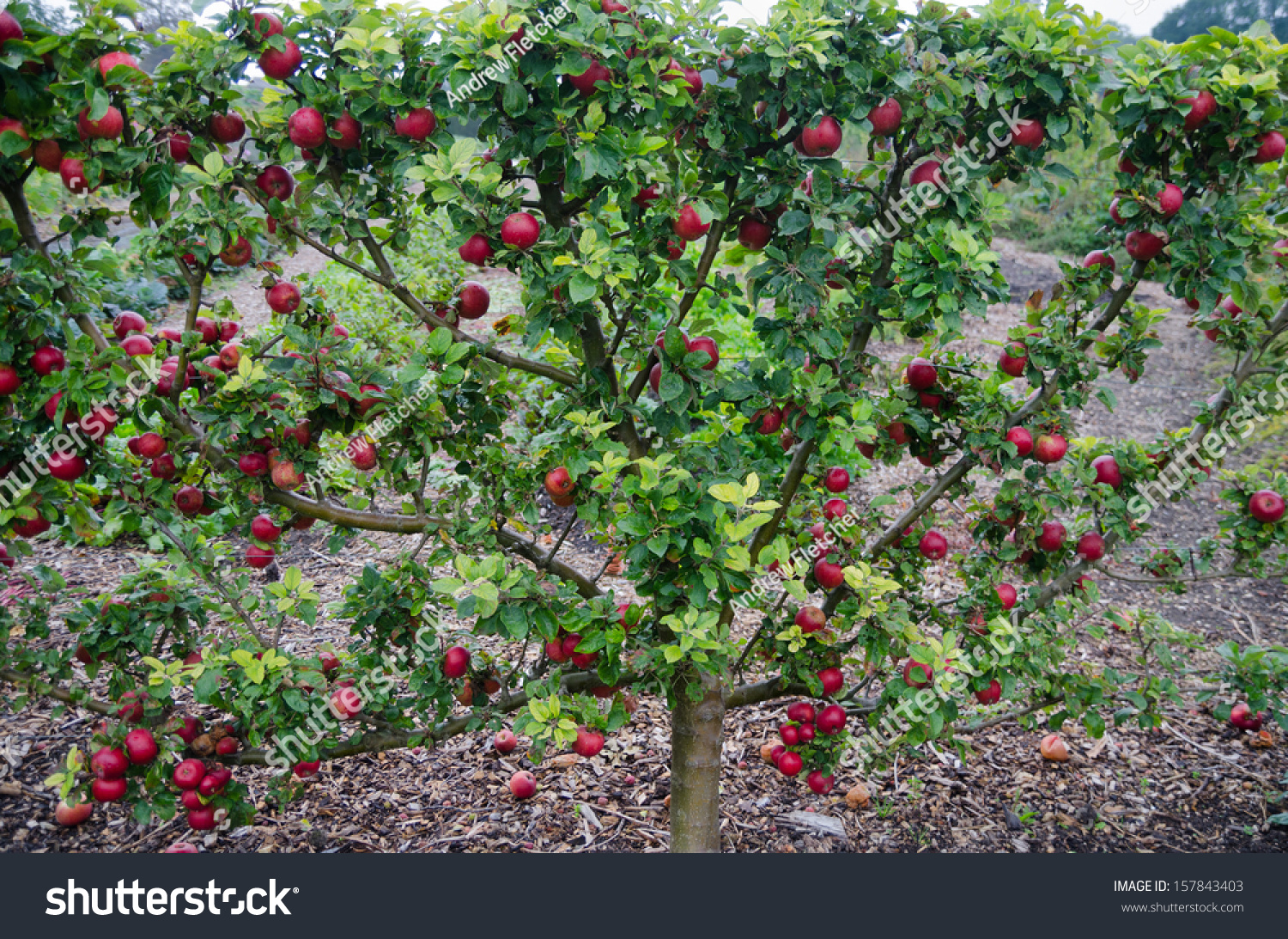 Фруктовые карликовые. Пальметта яблоня. Шпалерные яблони. Пальметта деревья плодовые. Груша Пальметта.