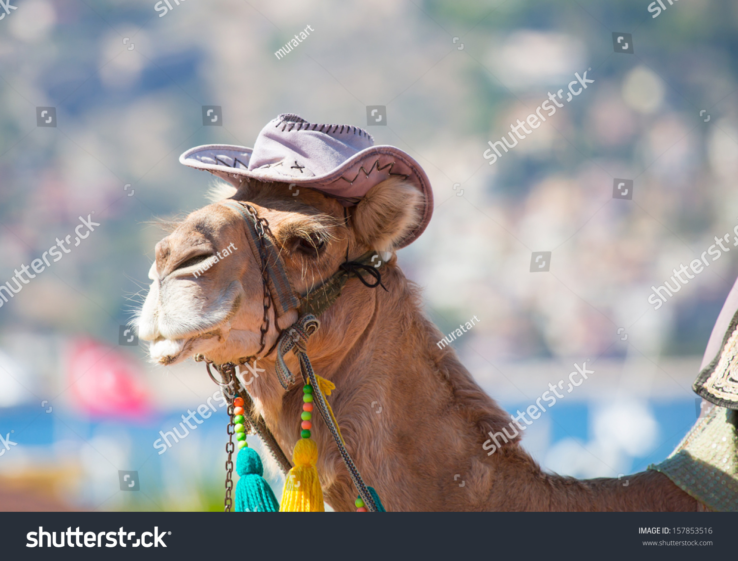 Funny Portrait Camel Hat Stock Photo 157853516 | Shutterstock