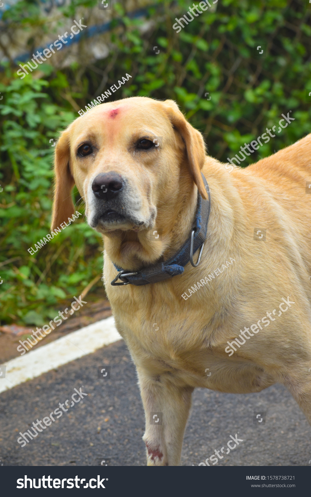 when is a labrador fully grown