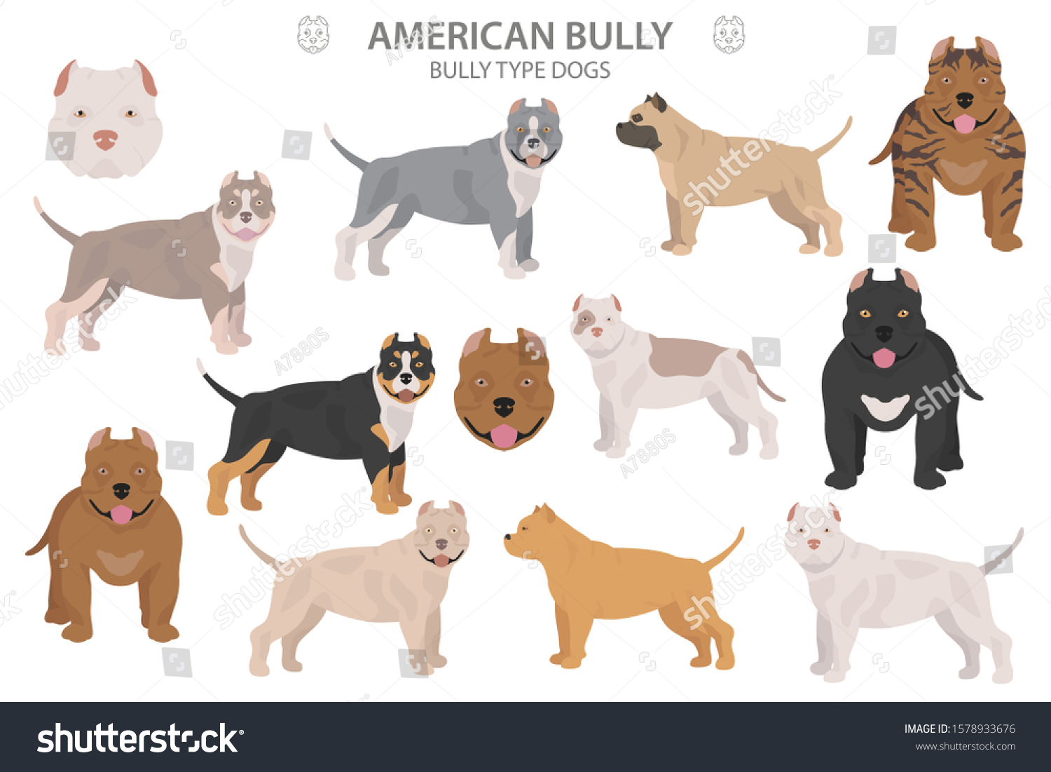 Pit Bull Type Dogs American Bully Stock Vector (Royalty Free) 1578933676.