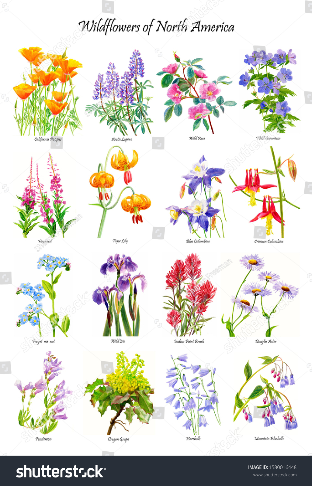 North American Wildflower Poster Script Stock Illustration 1580016448 ...