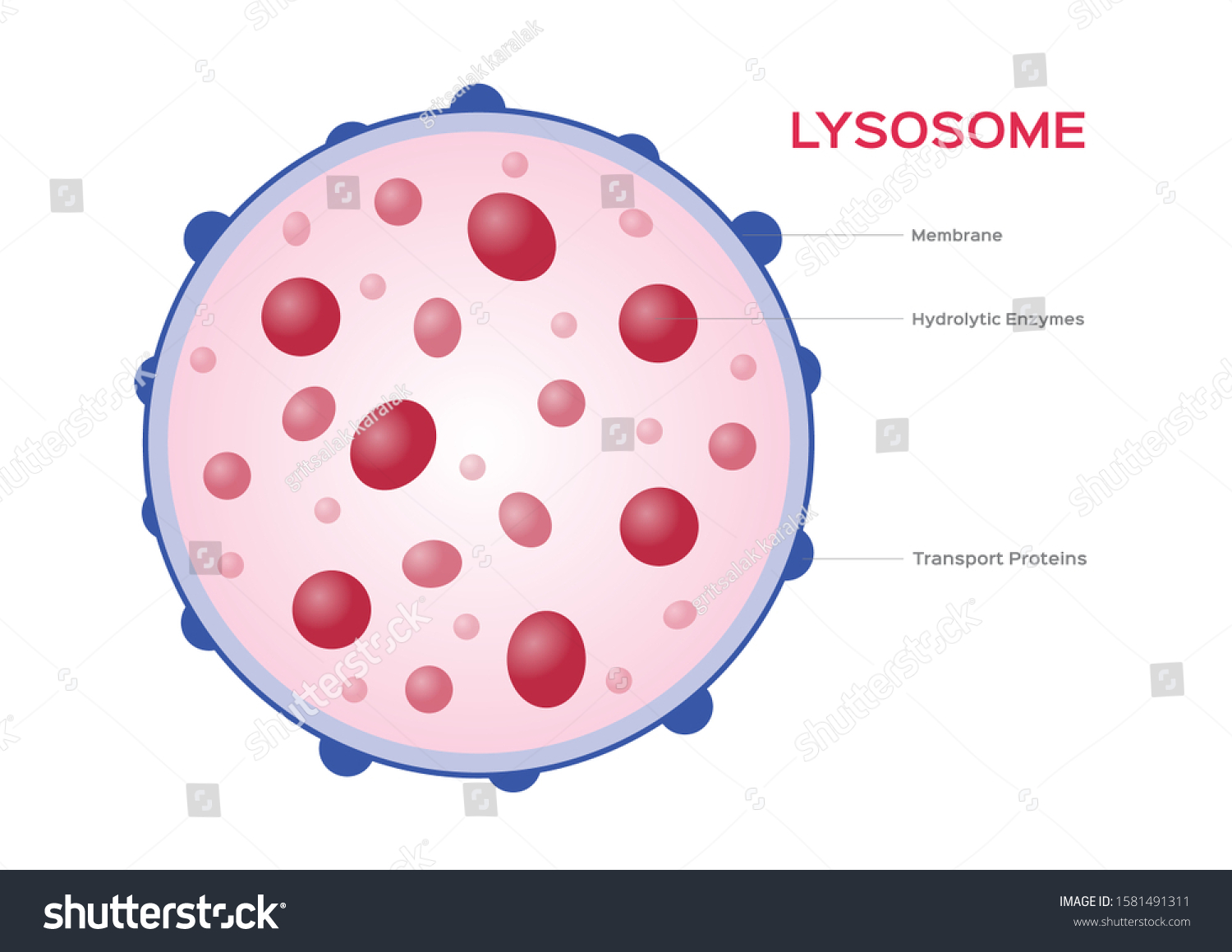 Lysosome Clipart