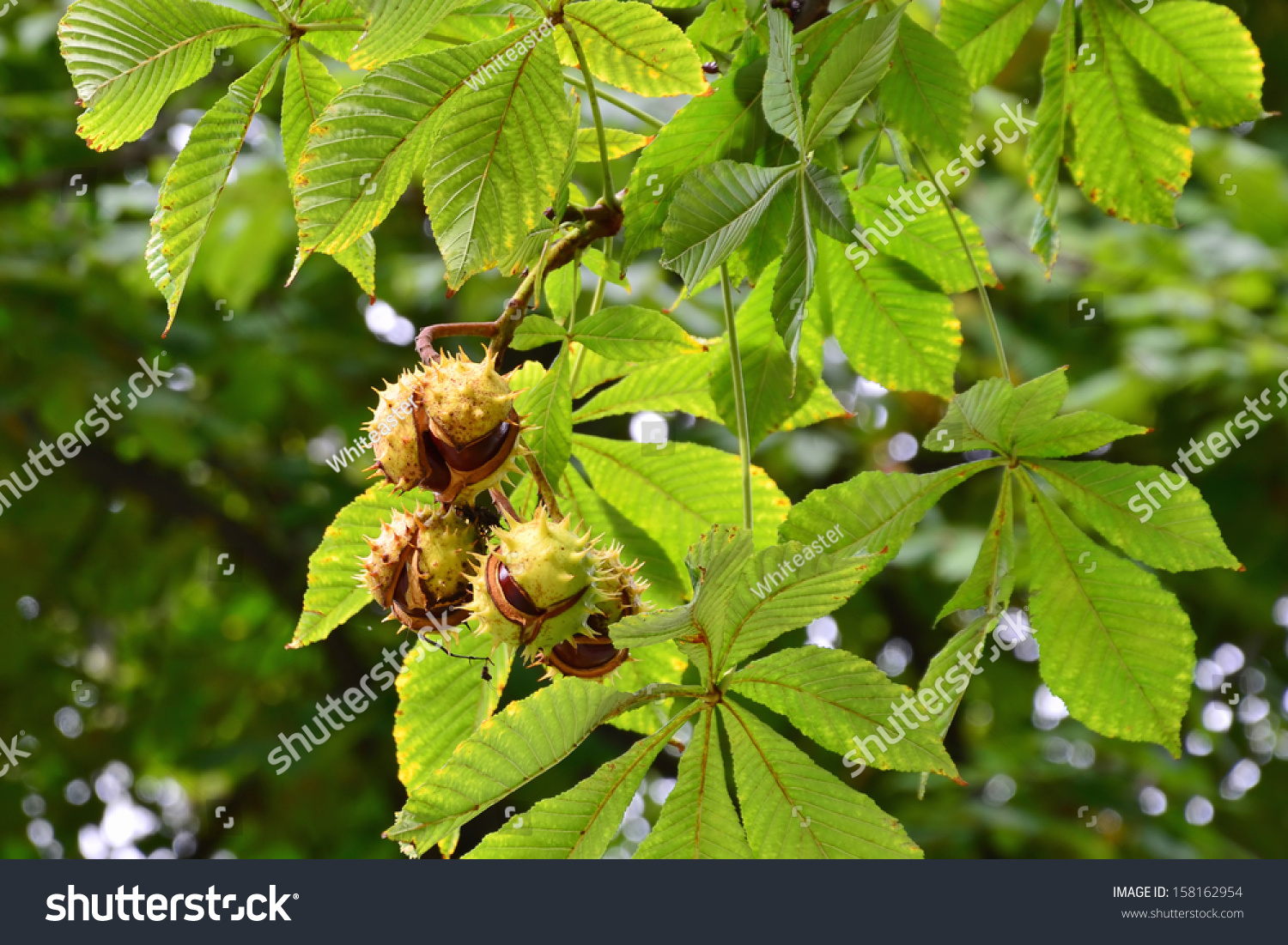 Horsechestnuts On Conker Tree Branch Aesculus Stock Photo 158162954 ...