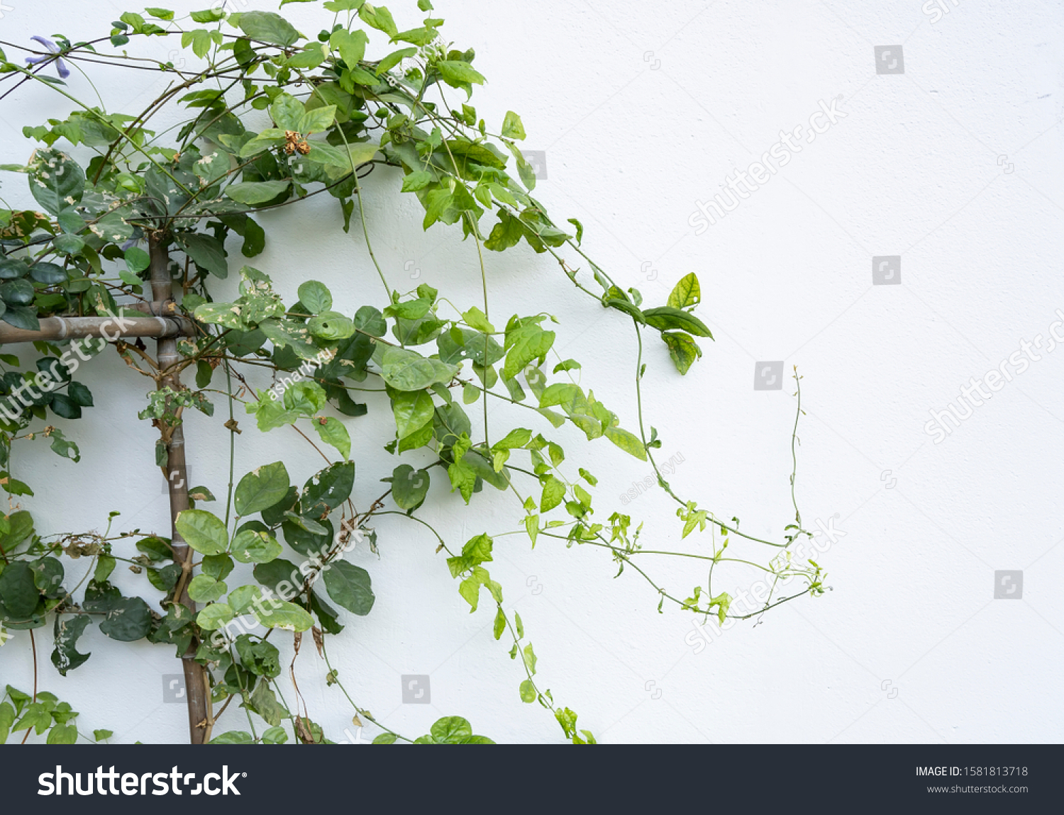 Ivy Isolated On White Backgroundnatural Green Stock Photo 1581813718 ...