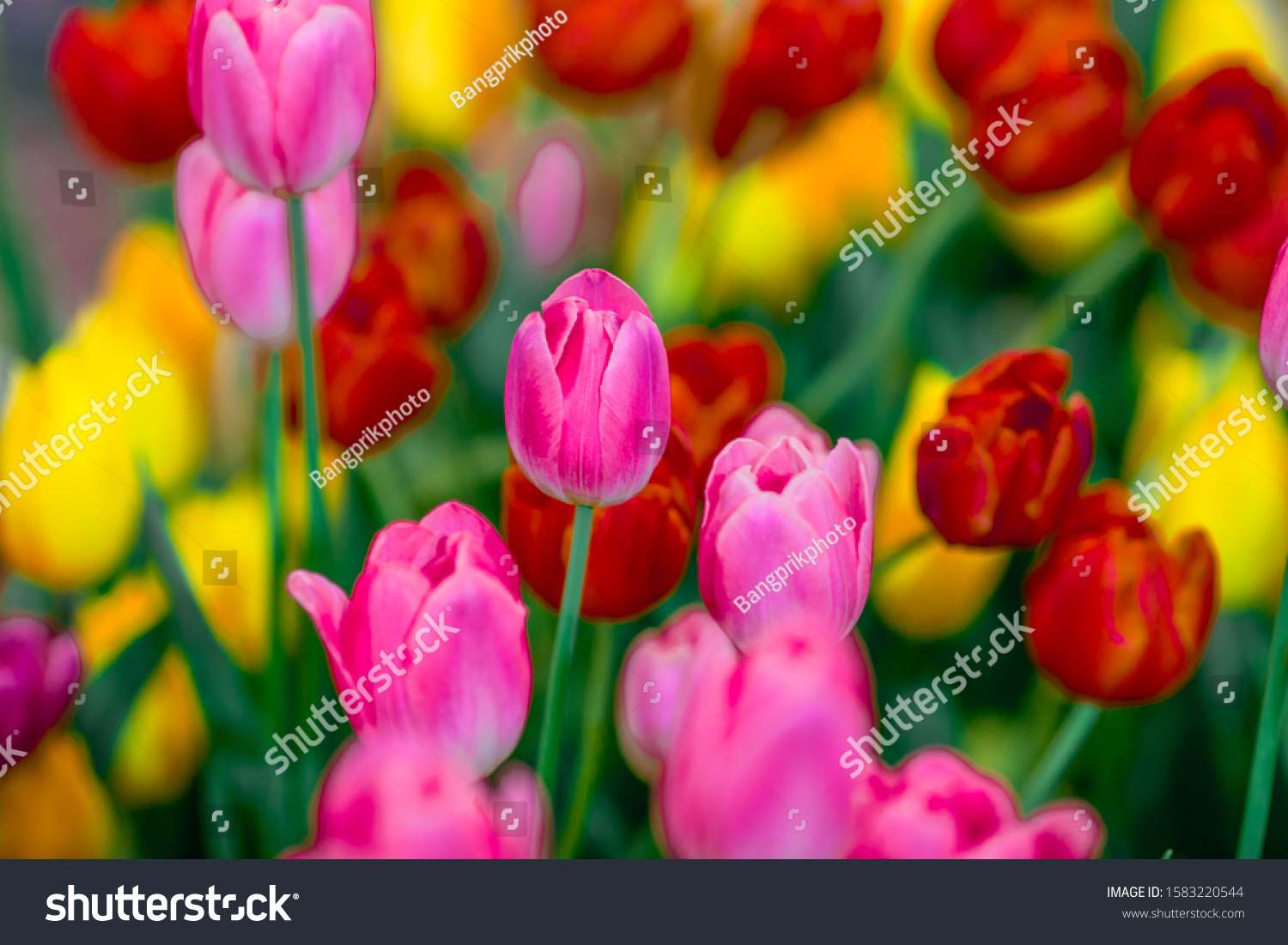 Colorful Flower Background Wallpaper Tulips Pink Stock Photo 1583220544 ...