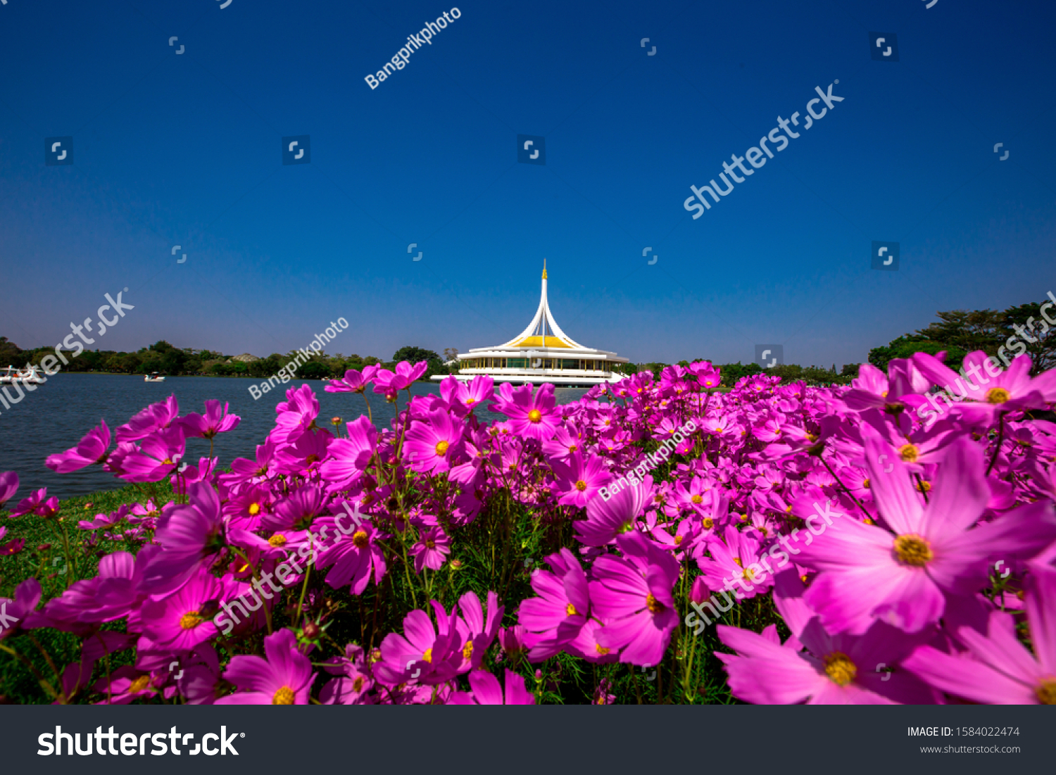 Nature Background Gold Flower Field Colorful Stock Photo 1584022474 ...