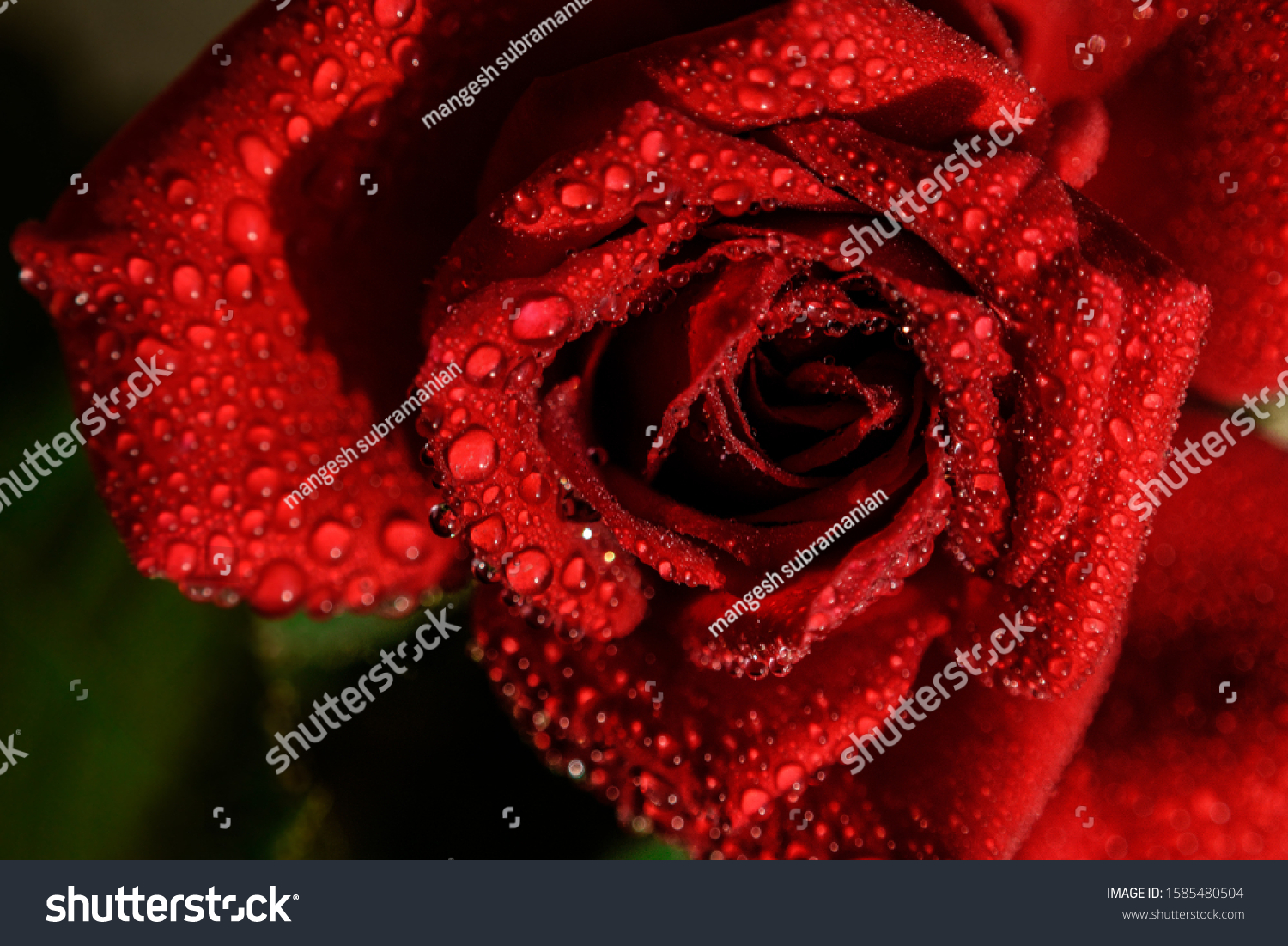 97 Floralwallpapers Images, Stock Photos & Vectors | Shutterstock
