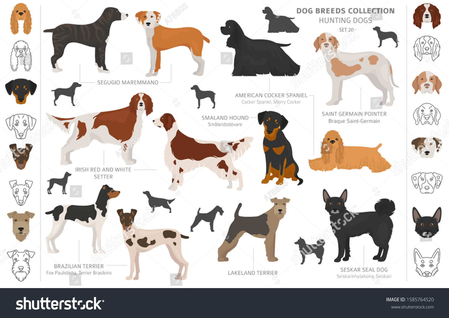 54 Irish Setter Head Outline Images, Stock Photos & Vectors | Shutterstock