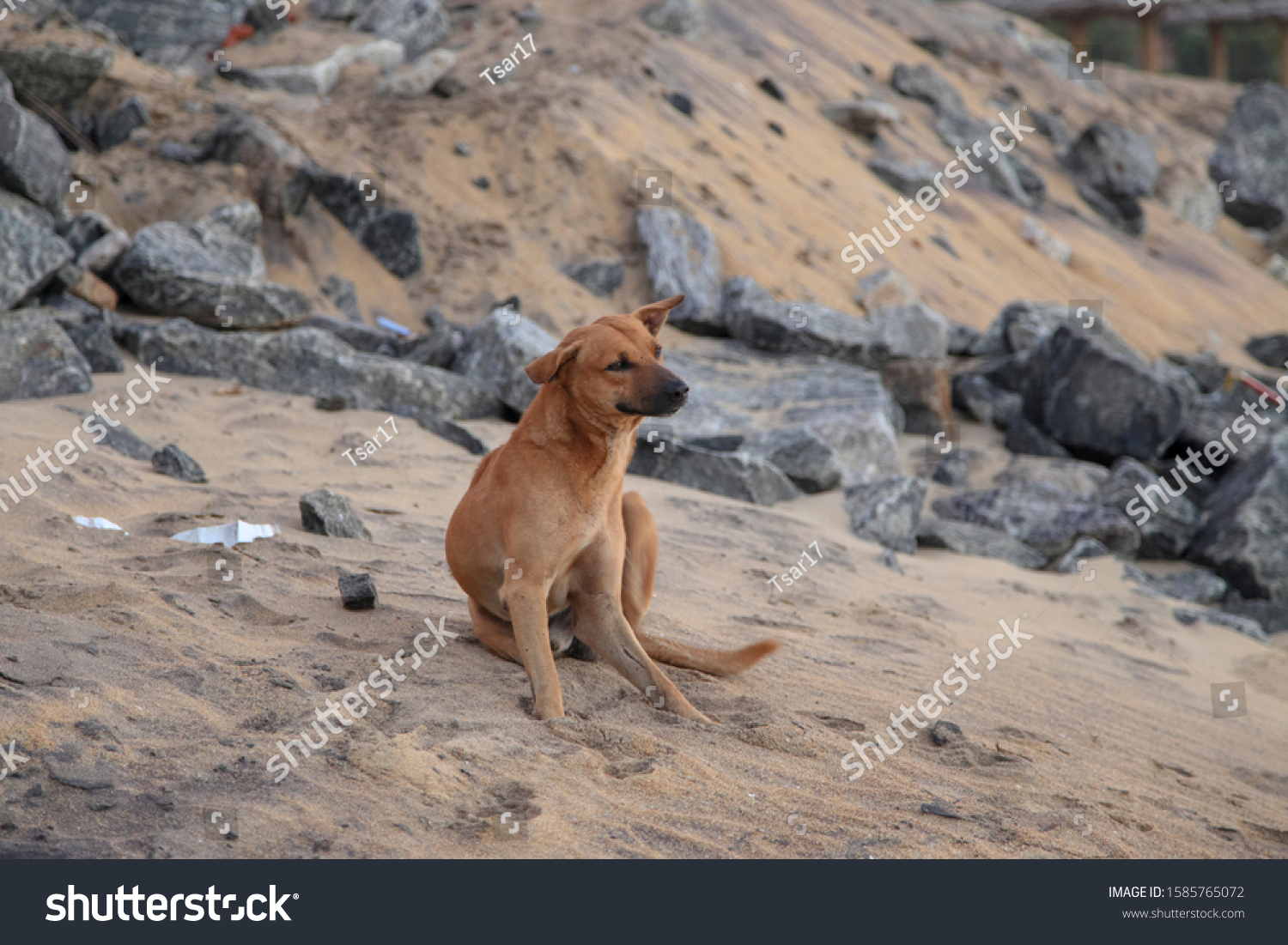 Stray Dog On Beach Sri Lanka Stock Photo 1585765072 | Shutterstock