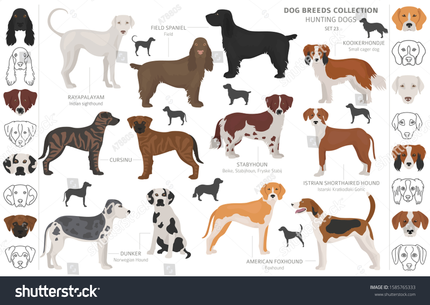 Hunting Dogs Collection Isolated On White Stock Vector (Royalty Free ...