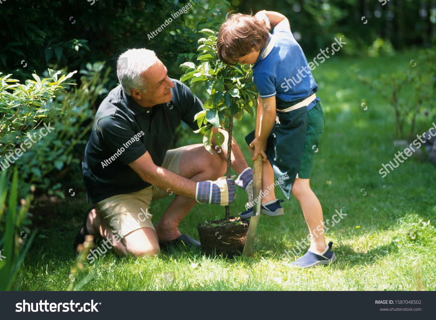 Grandfather Grandson Planting Tree Stock Photo Shutterstock