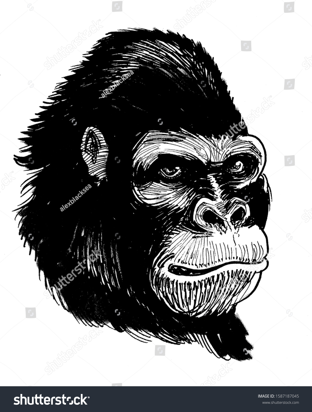 Gorilla Face Ink Black White Drawing Stock Illustration 1587187045 ...