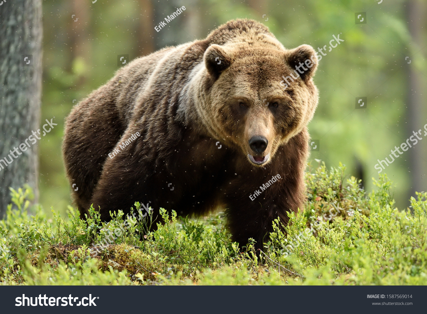 Powerful Male Brown Bear Forest Landscape Stock Photo 1587569014 ...