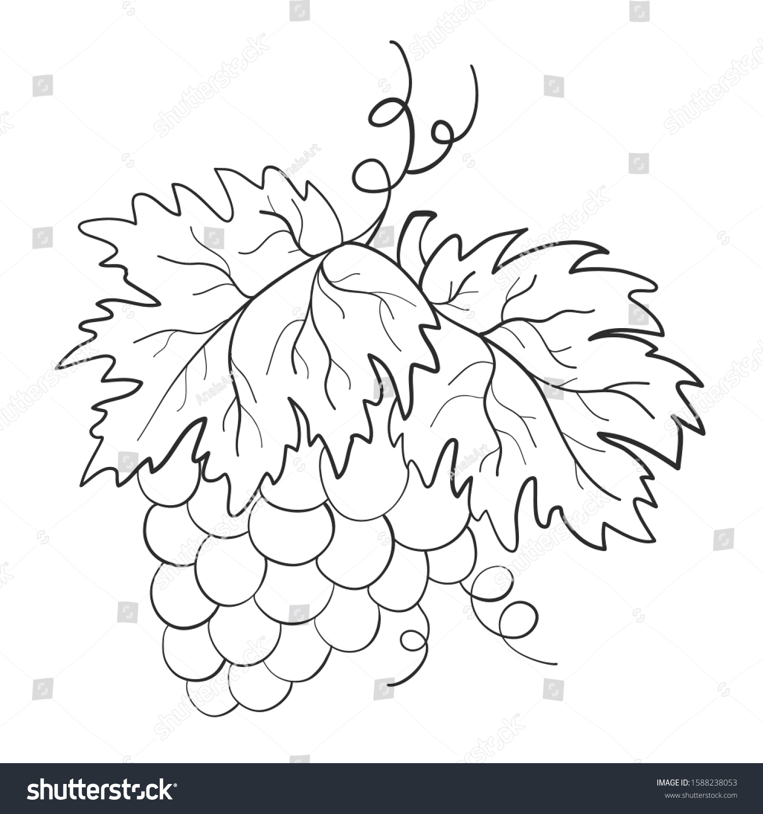 Branch Grapes Summer Print Coloring Book Stock Vector (Royalty Free ...