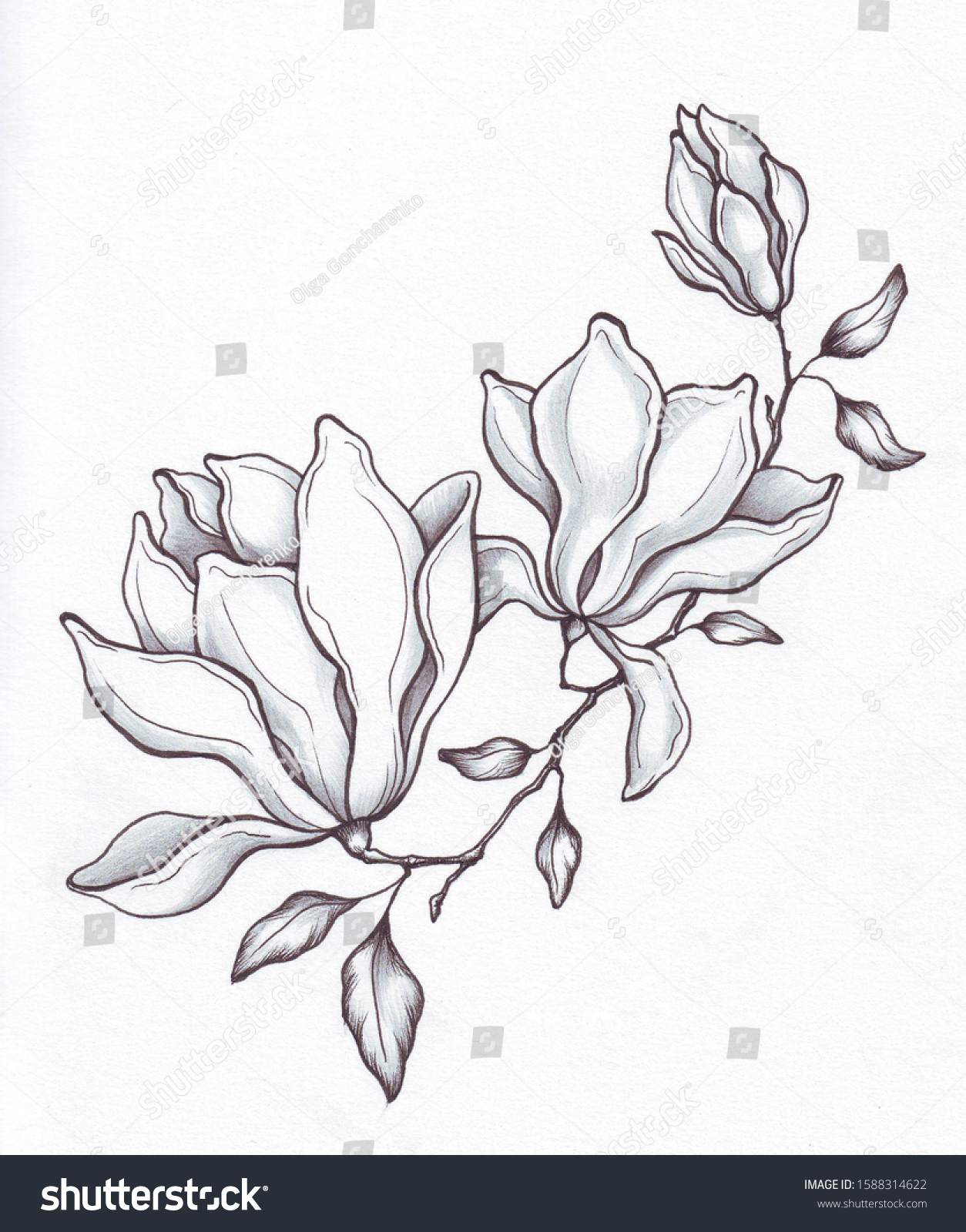 Magnolia On White Background Handdrawn Ink Stock Illustration ...