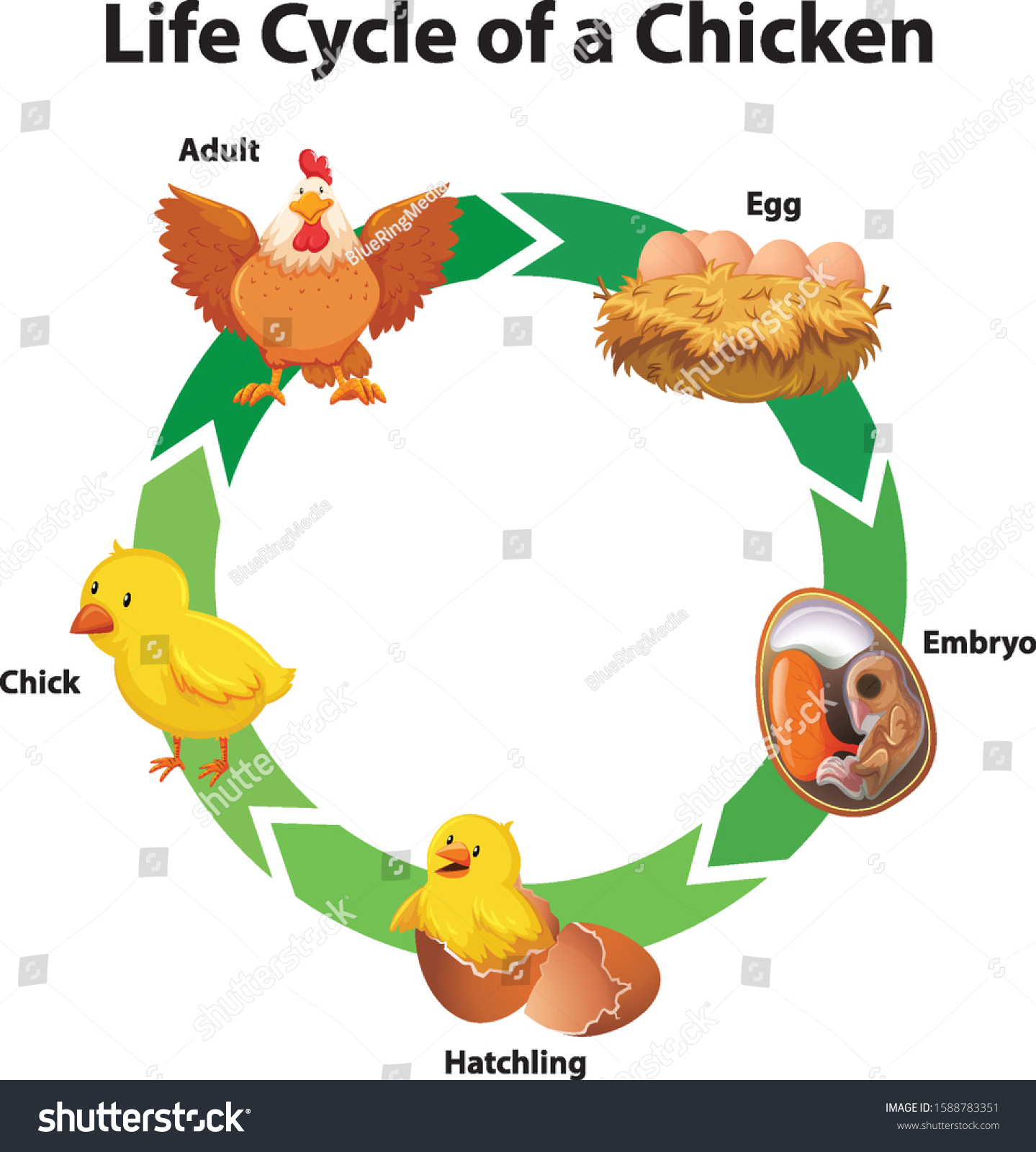 Diagram Showing Life Cycle Chicken Illustration Stock Vector (Royalty ...