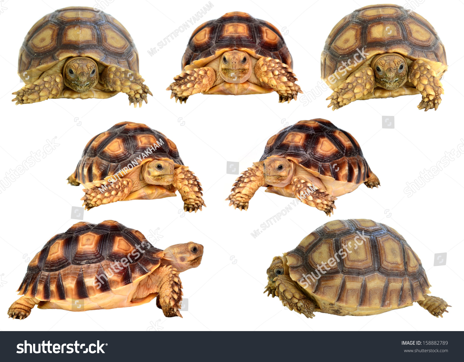 Turtle On White Background Stock Photo 158882789 | Shutterstock